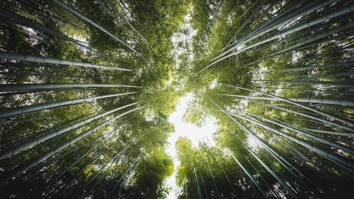 Here's How NOTIQ's 1% With Stripe Climate Helps Save The Earth - NOTIQ